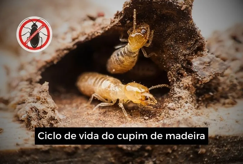 Ciclo de vida do cupim de madeira