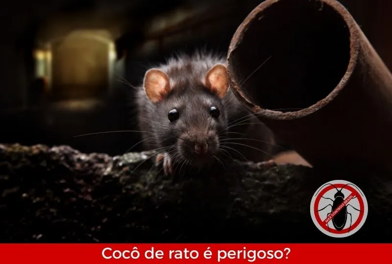 Cocô de rato é perigoso?
