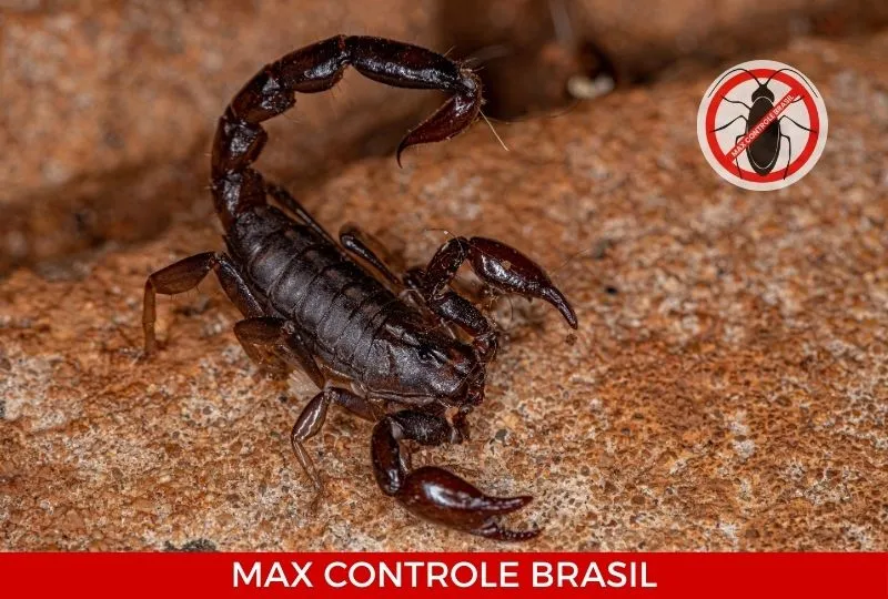 Max Controle Brasil
